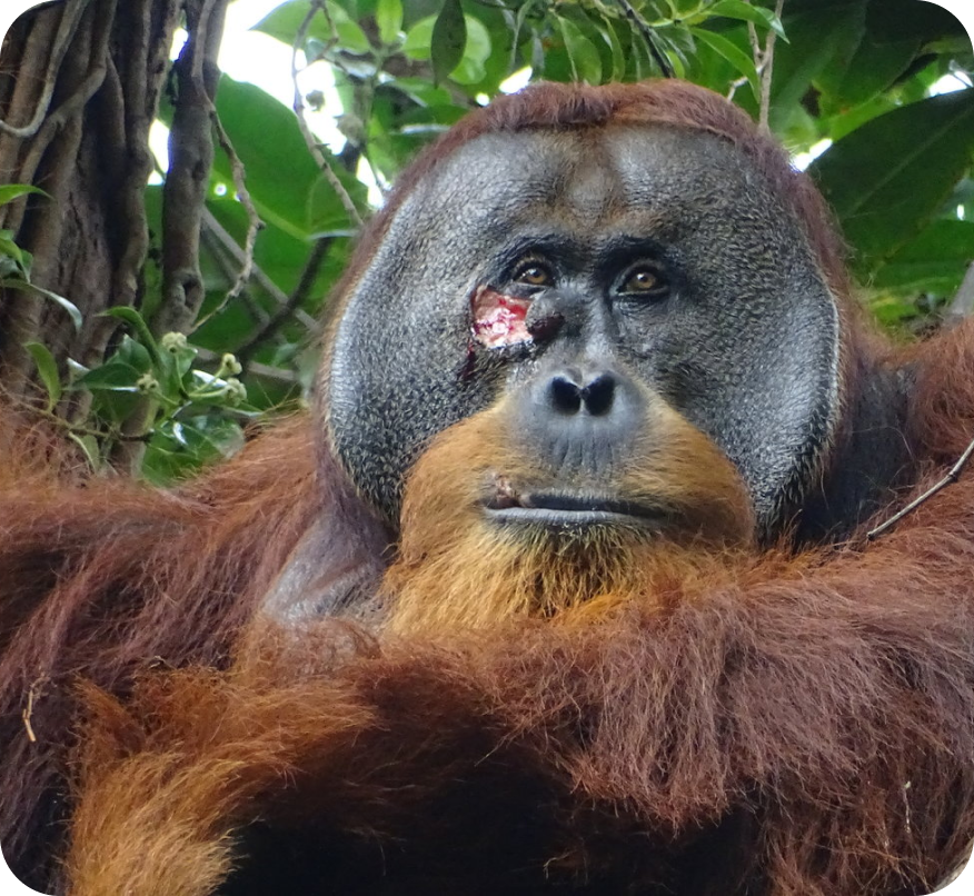 Orangutan self-treating with medicinal plants